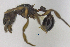  (Hylomyrma balzani - MACN-bar-ins-ct 06926)  @12 [ ] Copyright (2015) MACN Museo Argentino de Ciencias Naturales "Bernardino Rivadavia"