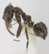  (Linepithema iniquum - MACN-bar-ins-ct 06928)  @12 [ ] Copyright (2015) MACN Museo Argentino de Ciencias Naturales "Bernardino Rivadavia"