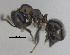  ( - MACN-bar-ins-ct 06931)  @12 [ ] Copyright (2015) MACN Museo Argentino de Ciencias Naturales "Bernardino Rivadavia"