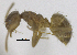  ( - MACN-bar-ins-ct 06942)  @11 [ ] Copyright (2015) MACN Museo Argentino de Ciencias Naturales "Bernardino Rivadavia"