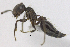  (Crematogaster cl. obscurata - MACN-bar-ins-ct 06954)  @11 [ ] Copyright (2015) MACN Museo Argentino de Ciencias Naturales "Bernardino Rivadavia"