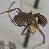  ( - MACN-bar-ins-ct 06961)  @11 [ ] Copyright (2015) MACN Museo Argentino de Ciencias Naturales "Bernardino Rivadavia"