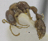  ( - MACN-bar-ins-ct 06962)  @11 [ ] Copyright (2015) MACN Museo Argentino de Ciencias Naturales "Bernardino Rivadavia"