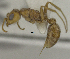  ( - MACN-bar-ins-ct 06963)  @11 [ ] Copyright (2015) MACN Museo Argentino de Ciencias Naturales "Bernardino Rivadavia"