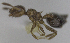  ( - MACN-bar-ins-ct 06965)  @11 [ ] Copyright (2015) MACN Museo Argentino de Ciencias Naturales "Bernardino Rivadavia"