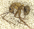  ( - MACN-bar-ins-ct 07009)  @14 [ ] Copyright (2015) MACN Museo Argentino de Ciencias Naturales "Bernardino Rivadavia"