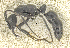  ( - MACN-bar-ins-ct 07038)  @13 [ ] Copyright (2015) MACN Museo Argentino de Ciencias Naturales "Bernardino Rivadavia"