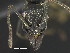  ( - MACN-bar-ins-ct 07054)  @12 [ ] Copyright (2018) Pablo L Tubaro Museo Argentino de Ciencias Naturales, Bernardino Rivadavia