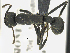  ( - MACN-bar-ins-ct 07054)  @13 [ ] Copyright (2018) Pablo L Tubaro Museo Argentino de Ciencias Naturales, Bernardino Rivadavia