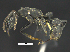  ( - MACN-bar-ins-ct 07054)  @14 [ ] Copyright (2018) Pablo L Tubaro Museo Argentino de Ciencias Naturales, Bernardino Rivadavia