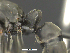  ( - MACN-bar-ins-ct 07017)  @12 [ ] CreativeCommons - Attribution Share-Alike (2018) Pablo L Tubaro Museo Argentino de Ciencias Naturales, Bernardino Rivadavia