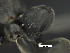  ( - MACN-bar-ins-ct 07038)  @12 [ ] Copyright (2018) Pablo L Tubaro Museo Argentino de Ciencias Naturales, Bernardino Rivadavia