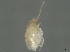  (Stereotydeus belli - ANTSP995)  @11 [ ] CreativeCommons - Attribution (2022) CBG Photography Group Centre for Biodiversity Genomics