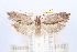  ( - ANIC Gen No. 004359)  @12 [ ] Unspecified (default): All Rights Reserved  Unspecified Unspecified