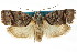  ( - ANTXY0009)  @11 [ ] CreativeCommons - Attribution (2012) ANIC/CBG Photography Group Centre for Biodiversity Genomics