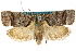  ( - ANTXY0010)  @11 [ ] CreativeCommons - Attribution (2012) ANIC/CBG Photography Group Centre for Biodiversity Genomics
