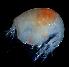  (EusiridaeNZD sp. 01 - 31815_03)  @13 [ ] Unspecified (default): All Rights Reserved  Unspecified Unspecified