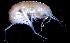  (IschyroceridaeNZD sp. 01 - 43681_06.1)  @13 [ ] Unspecified (default): All Rights Reserved  Unspecified Unspecified