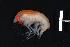 (Pseudorchomene - 36090.b)  @13 [ ] Unspecified (default): All Rights Reserved  Unspecified Unspecified