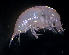  (LysianassidaeNZD sp. 06 - 31794_17.2)  @13 [ ] Unspecified (default): All Rights Reserved  Unspecified Unspecified