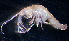  (IschyroceridaeNZD sp. 07 - 31797_6.2)  @14 [ ] Unspecified (default): All Rights Reserved  Unspecified Unspecified