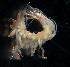  (EusiridaeNZD sp. 02 - 31803_10)  @13 [ ] Unspecified (default): All Rights Reserved  Unspecified Unspecified