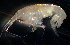  (Exoedicerotidae - 31803_17)  @14 [ ] Unspecified (default): All Rights Reserved  Unspecified Unspecified