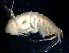  (OedicerotidaeNZD sp. 02 - 31825_1.3)  @13 [ ] Unspecified (default): All Rights Reserved  Unspecified Unspecified