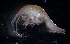  (IschyroceridaeNZD sp. 02 - 31825_19.6)  @13 [ ] Unspecified (default): All Rights Reserved  Unspecified Unspecified