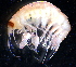  (EusiridaeNZD sp. 03 - 31830_2.2)  @14 [ ] Unspecified (default): All Rights Reserved  Unspecified Unspecified