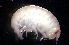  (LysianassidaeNZD sp. 01 - 31830_6.6)  @13 [ ] Unspecified (default): All Rights Reserved  Unspecified Unspecified