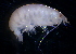  (LysianassidaeNZD sp. 02 - 31841_7.3)  @13 [ ] Unspecified (default): All Rights Reserved  Unspecified Unspecified