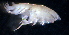  (Phoxocephalidae - 31848_12.5)  @14 [ ] Unspecified (default): All Rights Reserved  Unspecified Unspecified