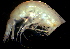  (CyphocarididaeNZD - 31862_1.2)  @13 [ ] Unspecified (default): All Rights Reserved  Unspecified Unspecified