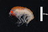  (Epimeriella - 36090)  @14 [ ] Unspecified (default): All Rights Reserved  Unspecified Unspecified