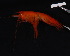  (Cyphocarididae - 37982)  @13 [ ] Copyright (2008) Unspecified The University of Waikato