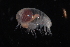  (Stegocephalidae - 38475)  @14 [ ] Unspecified (default): All Rights Reserved  Unspecified Unspecified