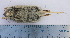  (Euneomys sp - CMIAO143)  @11 [ ] Unspecified (default): All Rights Reserved  Unspecified Unspecified