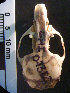  (Loxodontomys micropus - CMIAO282)  @11 [ ] Unspecified (default): All Rights Reserved  Unspecified Unspecified