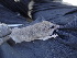  ( - CMIPLS173)  @11 [ ] Unspecified (default): All Rights Reserved  Unspecified Unspecified