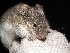  ( - CMIRAO301)  @14 [ ] Unspecified (default): All Rights Reserved  Unspecified Unspecified