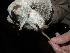  ( - CMIRAO301)  @13 [ ] Unspecified (default): All Rights Reserved  Unspecified Unspecified