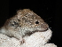  ( - CMIRAO302)  @13 [ ] Unspecified (default): All Rights Reserved  Unspecified Unspecified