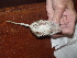  ( - CMIRAO302)  @12 [ ] Unspecified (default): All Rights Reserved  Unspecified Unspecified