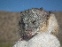  ( - CMIRAO305)  @11 [ ] Unspecified (default): All Rights Reserved  Unspecified Unspecified