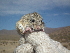  ( - CMIRAO313)  @12 [ ] Unspecified (default): All Rights Reserved  Unspecified Unspecified