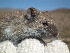  ( - CMIRAO314)  @14 [ ] Unspecified (default): All Rights Reserved  Unspecified Unspecified