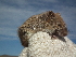  ( - CMIRAO320)  @12 [ ] Unspecified (default): All Rights Reserved  Unspecified Unspecified
