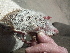  ( - CMIRAO321)  @12 [ ] Unspecified (default): All Rights Reserved  Unspecified Unspecified