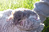  ( - CMISADR10)  @11 [ ] Unspecified (default): All Rights Reserved  Unspecified Unspecified